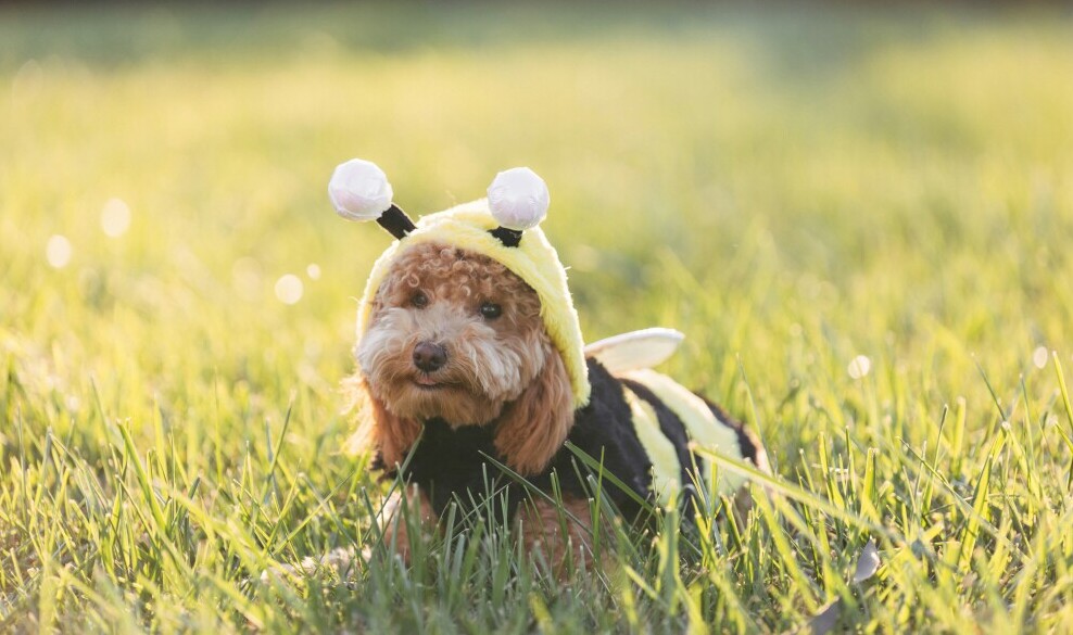 dog dressed as a bee