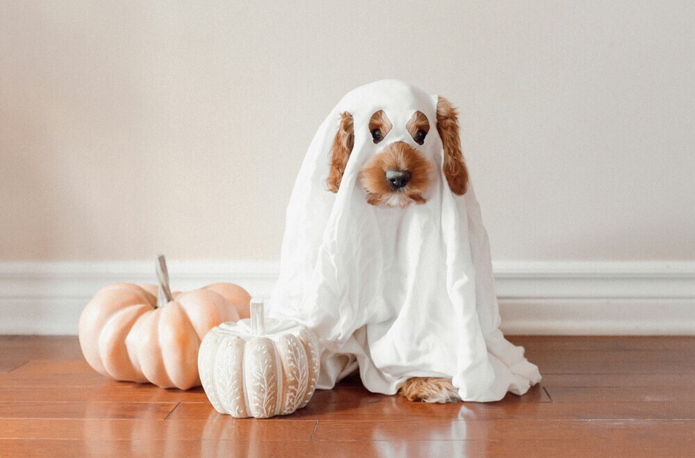 dog dressed as a ghost