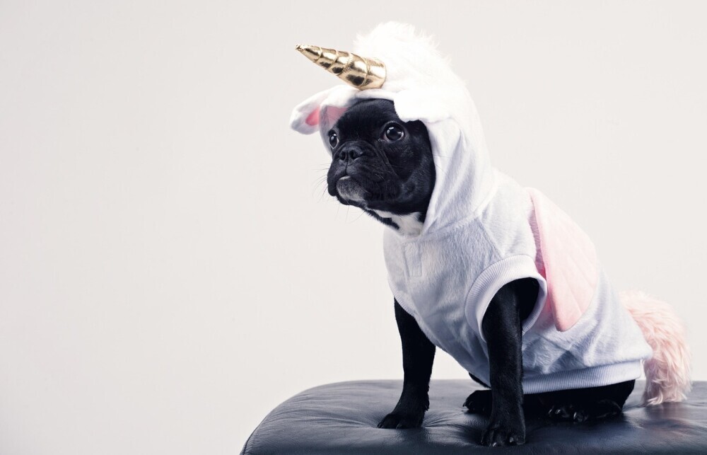 dog dressed as unicorn