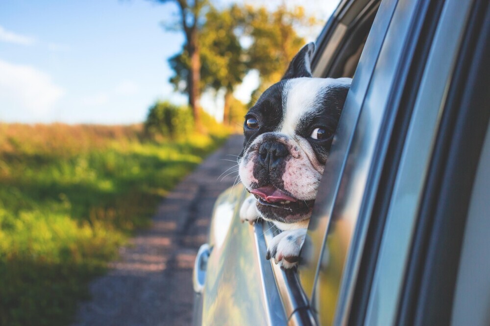 dog traveling with head out the window