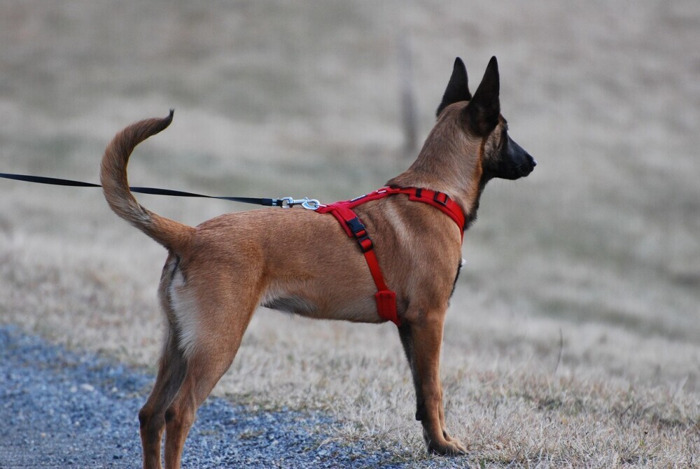 dog with harness