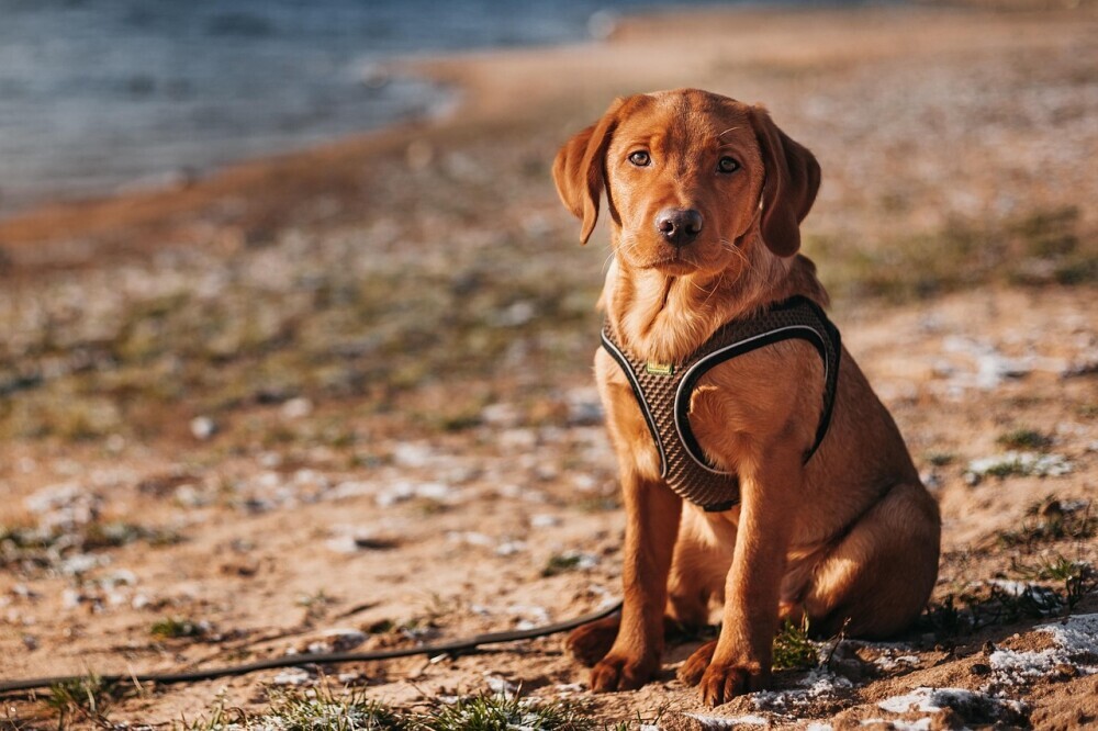 small dog with a harness on